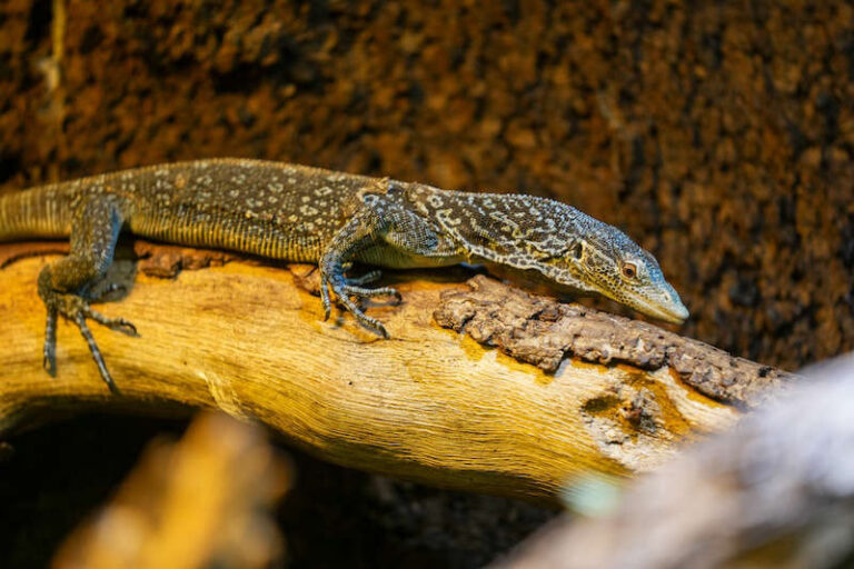 Zu Besuch Im Reptilium Landau Treffpunkt Pfalz