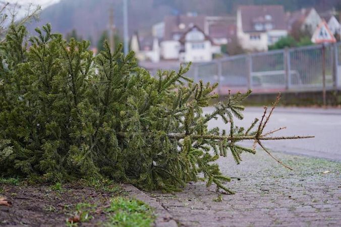 Weihnachtsbaumentsorgung (Foto: Holger Knecht)