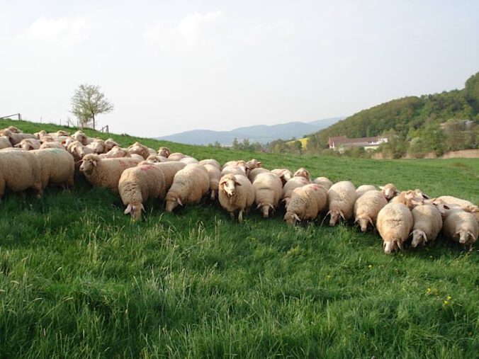 Schafe (Foto: Hofgut Neumühle)