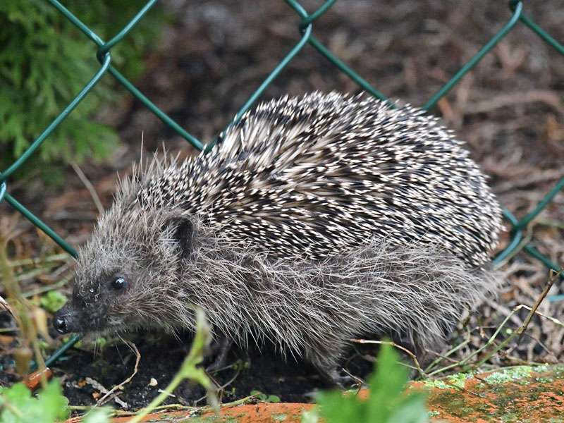 Westeuropäischer Igel (Foto: Ralph Bergs/NABU-naturgucker.de/CC BY-NC-ND)