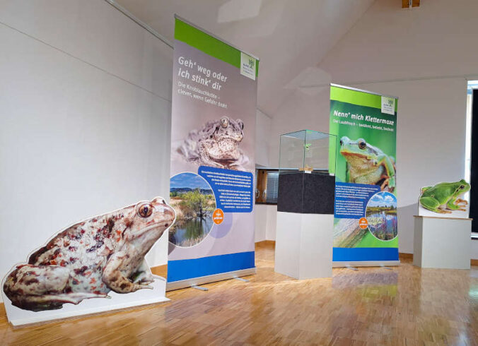 Naturgetreue Modelle und überlebensgroße Fotos runden die Sonderausstellung zu heimischen Amphibien im Pfalzmuseum für Naturkunde ab. (Foto: Pfalzmuseum für Naturkunde)