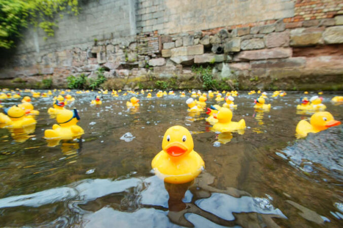 Enten im Wasser (Foto: Der Kinderschutzbund KV LD-SÜW)