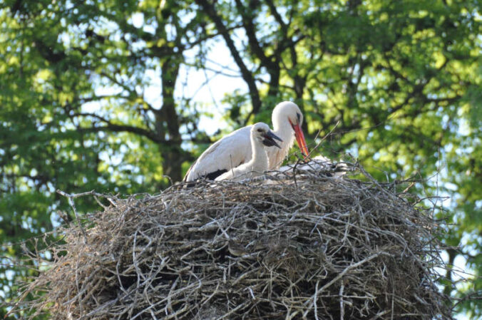 Vögel, die Gebäude oder Häuser als Brutplatz wählen, nennt man Gebäudebrüter. Dazu zählen – neben Schwalben und Co. – auch Weißstörche. (Quelle: Stadt Landau)