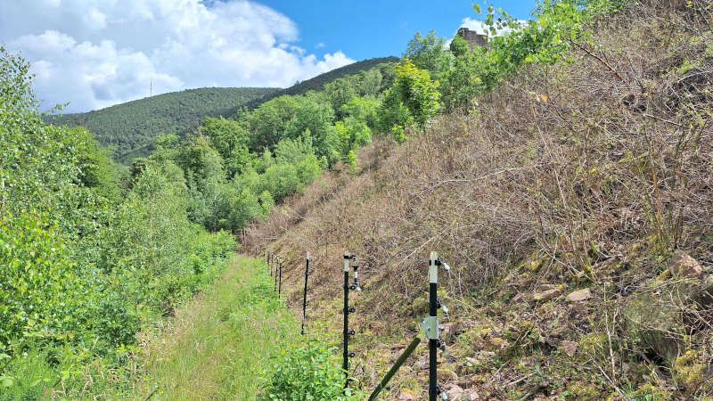 Unterschied beweidet zu umbeweidet (Foto: Stadt Neustadt)