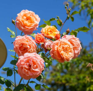 Rosen im Rosengarten Zweibrücken (Foto: Holger Knecht)
