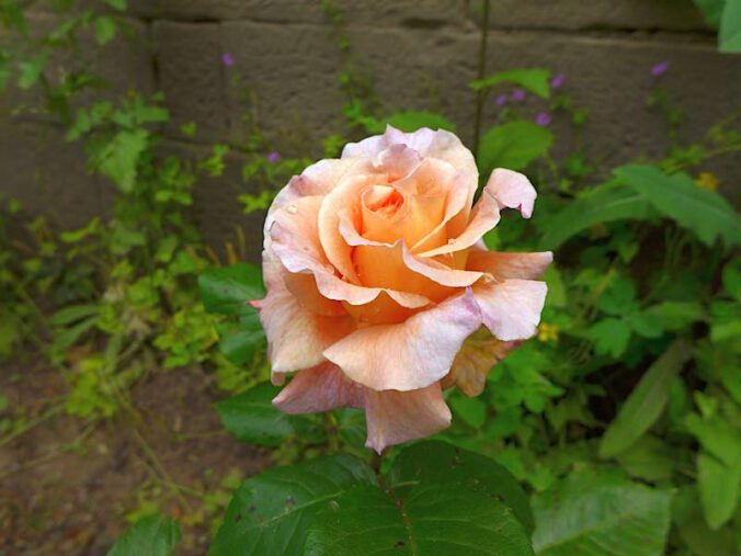 Rose (Foto: Pfalzmuseum für Naturkunde)