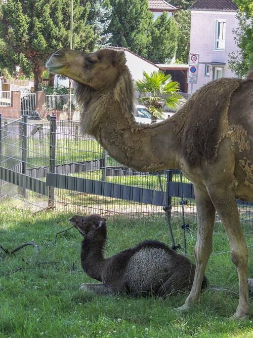 Dromedar Malika (Foto: Zoo Landau)