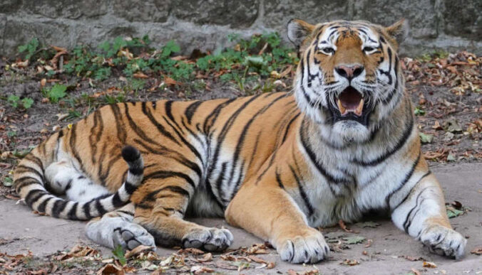 Zoo Landau in der Pfalz (Foto: Holger Knecht)