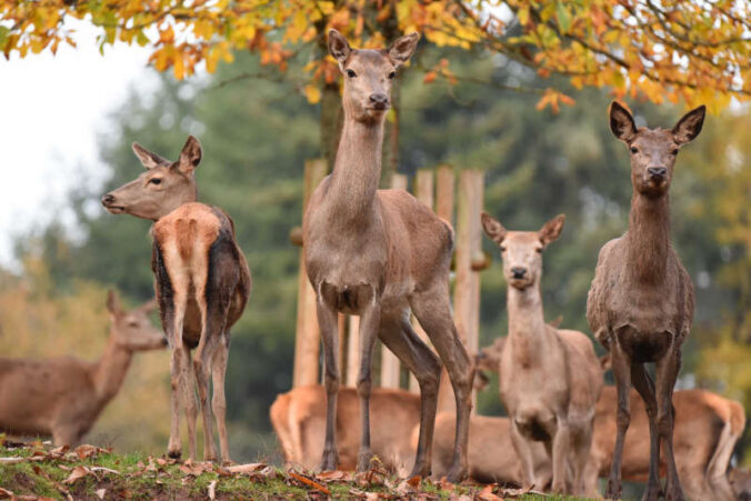 Rotwild im Wild- und Wanderpark Silz (Foto: WWP)