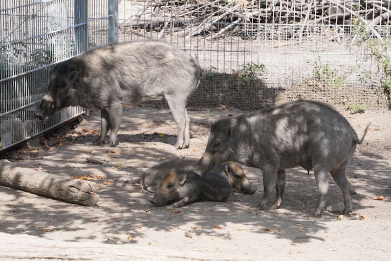 Zoo Landau in der Pfalz (Foto: Holger Knecht)