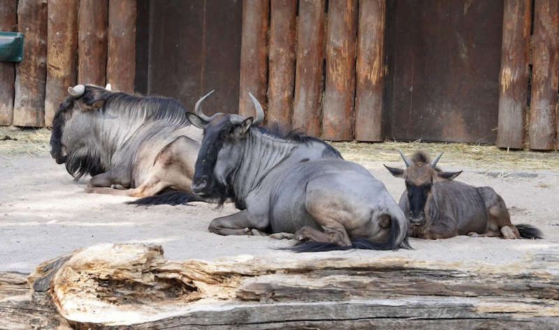 Zoo Landau in der Pfalz (Foto: Holger Knecht)