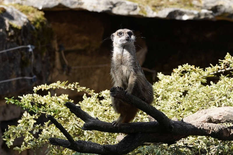 Zoo Landau in der Pfalz (Foto: Holger Knecht)