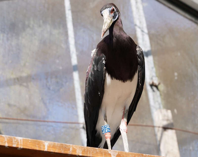 Zoo Landau in der Pfalz (Foto: Holger Knecht)