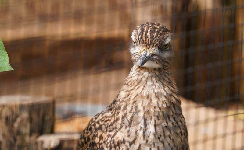 Zoo Landau in der Pfalz (Foto: Holger Knecht)