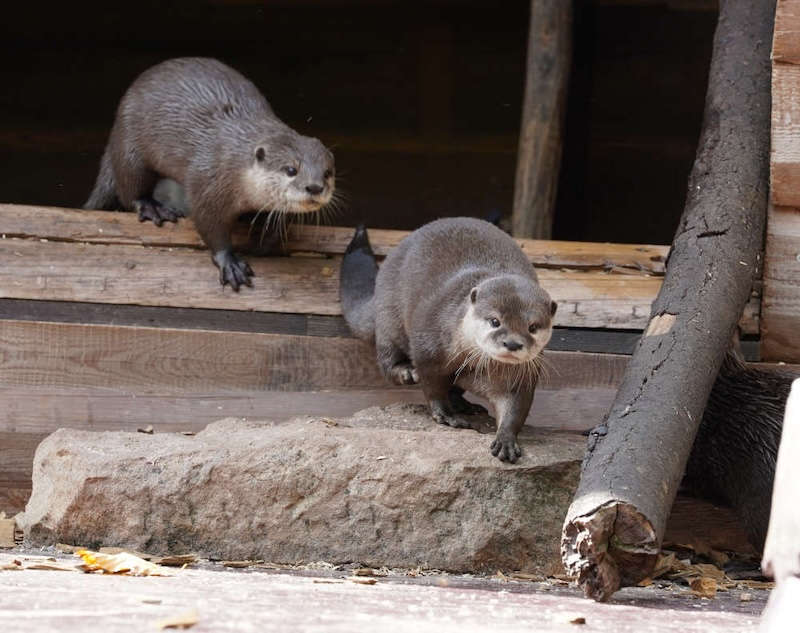 Zoo Landau in der Pfalz (Foto: Holger Knecht)