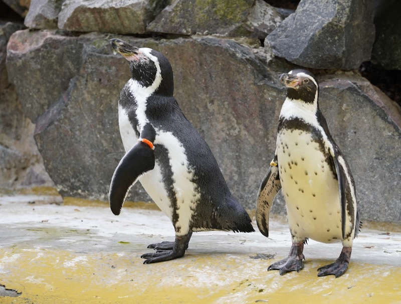 Zoo Landau in der Pfalz (Foto: Holger Knecht)