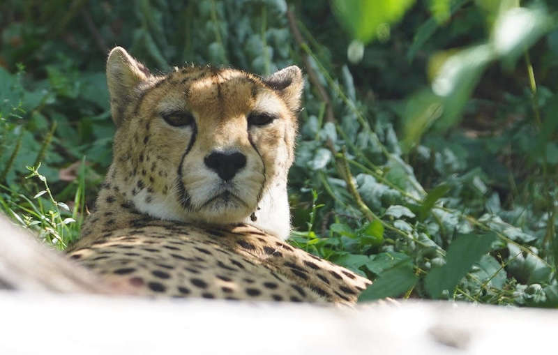 Zoo Landau in der Pfalz (Foto: Holger Knecht)