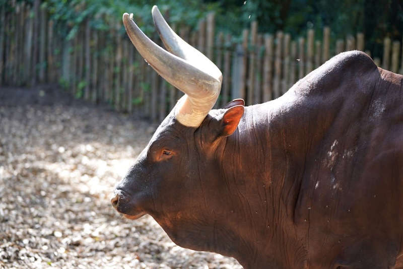 Zoo Landau in der Pfalz (Foto: Holger Knecht)