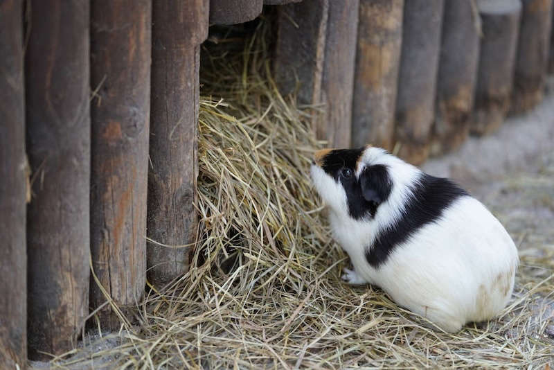 Zoo Landau in der Pfalz (Foto: Holger Knecht)