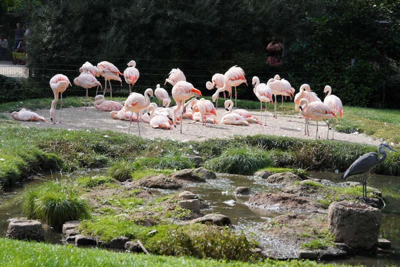 Zoo Landau in der Pfalz (Foto: Holger Knecht)