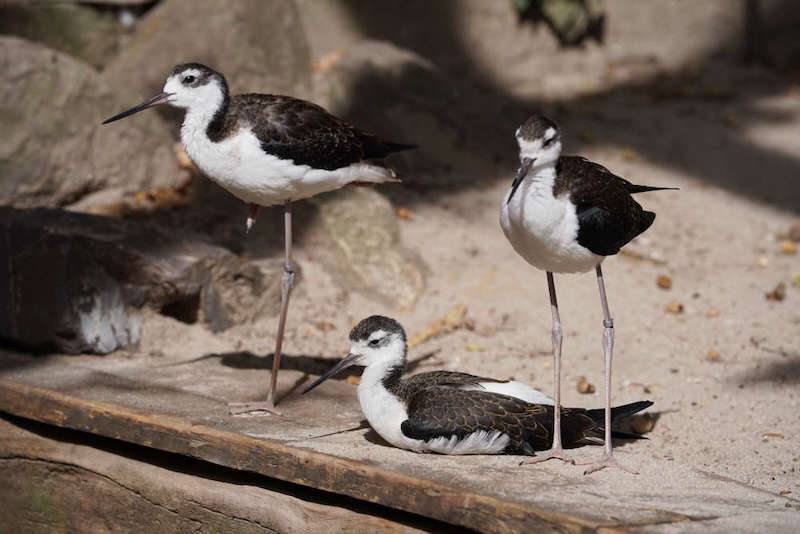 Zoo Landau in der Pfalz (Foto: Holger Knecht)