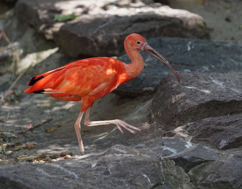 Zoo Landau in der Pfalz (Foto: Holger Knecht)