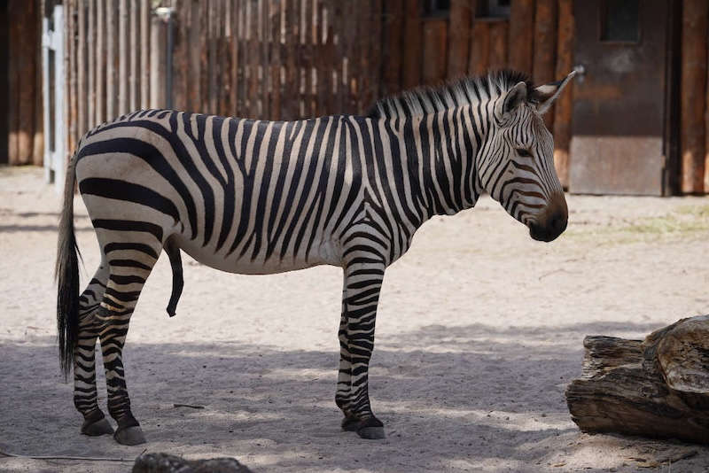 Zoo Landau in der Pfalz (Foto: Holger Knecht)