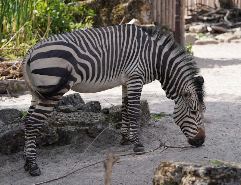 Zoo Landau in der Pfalz (Foto: Holger Knecht)