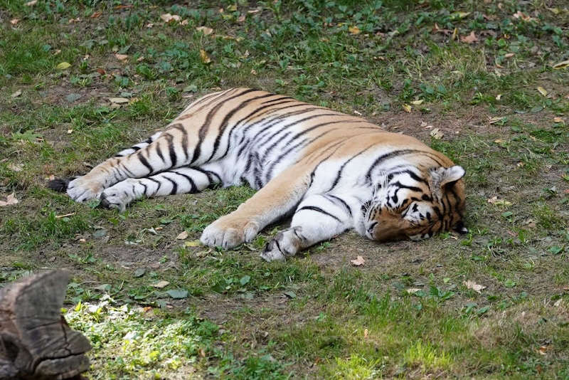 Zoo Landau in der Pfalz (Foto: Holger Knecht)