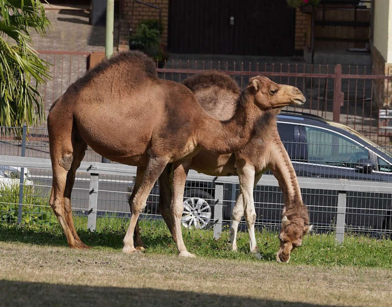 Zoo Landau in der Pfalz (Foto: Holger Knecht)