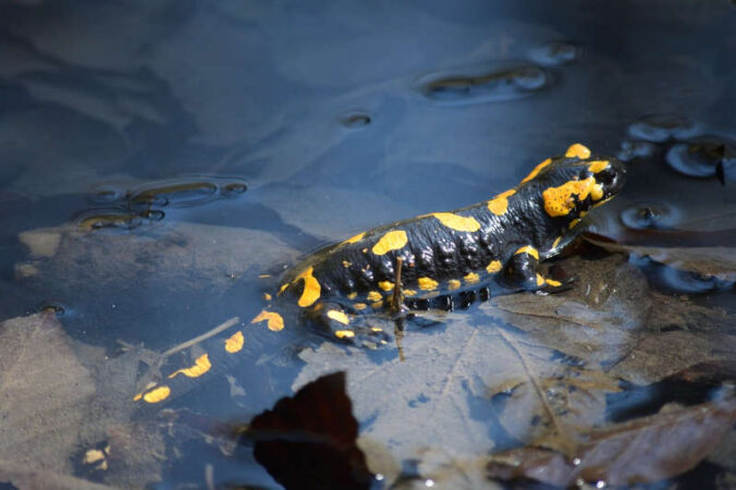 Feuersalamander (Foto: Pixabay/Markus)