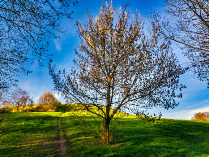 Im Maudacher Bruch (Foto: Ralph Beetz)