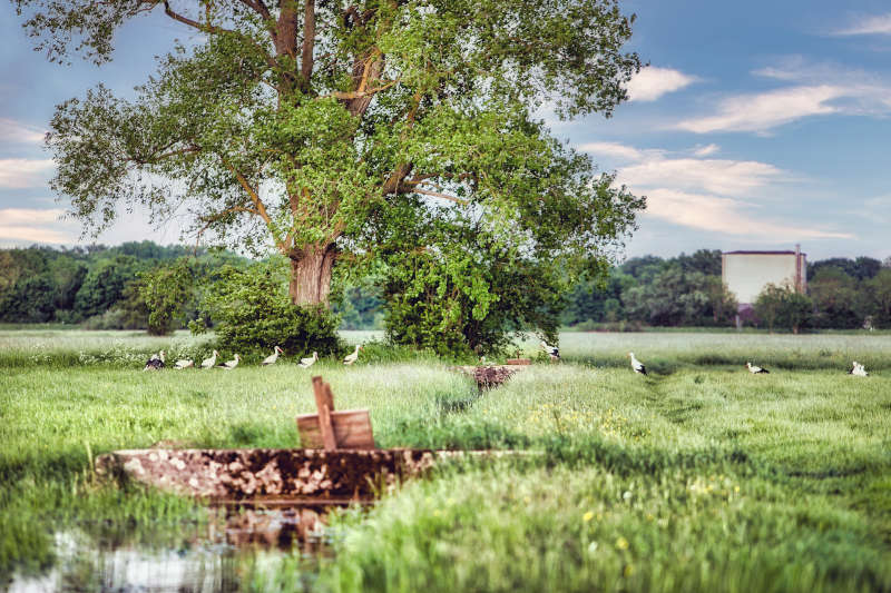 Queichwiesen (Südpfalz-Tourismus e.V., Fotografie Britta Hoff)