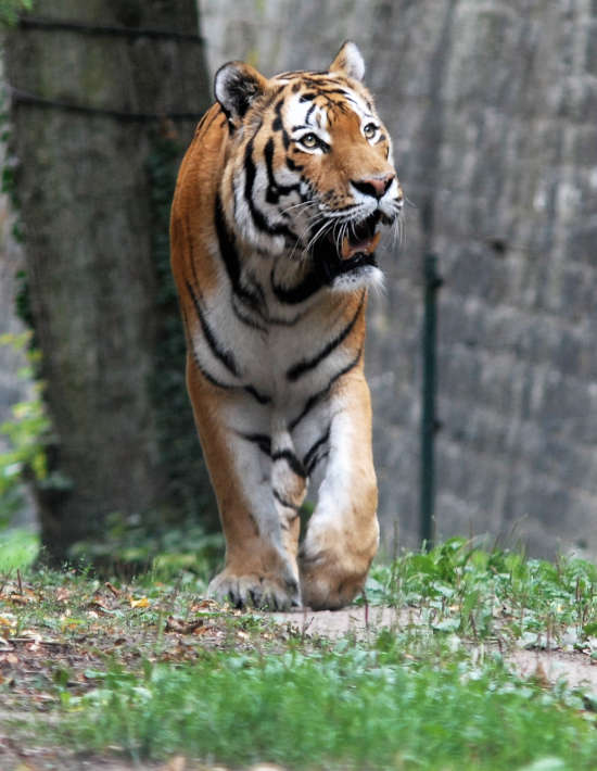 Tiger-Senior IGOR war eines der ganz besonderen Charaktertiere des Zoo Landau in der Pfalz (Foto: Zoo Landau)