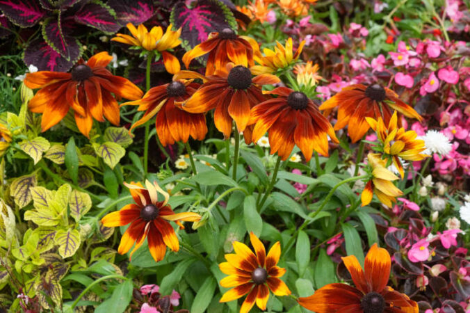 Symbolbild Blumen (Foto: Holger Knecht)