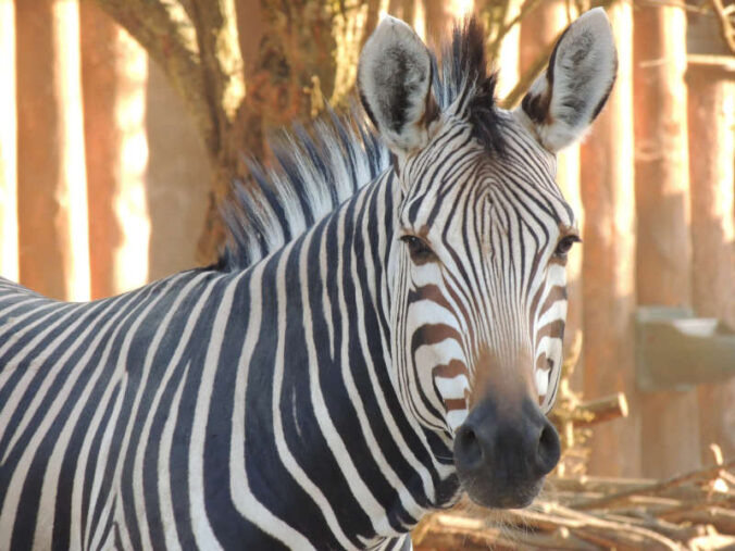 Zebra (Quelle: Zoo Landau)