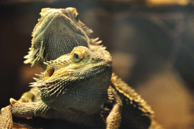 Bartagamen (Foto: Zoo Landau)