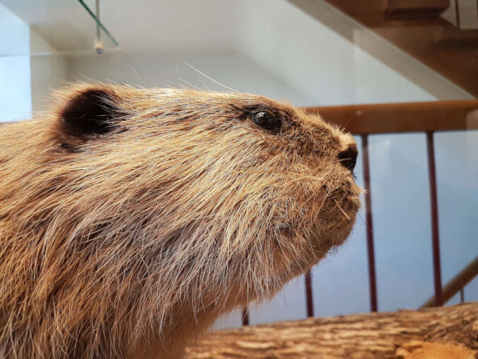 Bildunterschrift: Der Biber in der Ausstellung des Pfalzmuseums ganz nah. (Foto: Pfalzmuseum für Naturkunde)