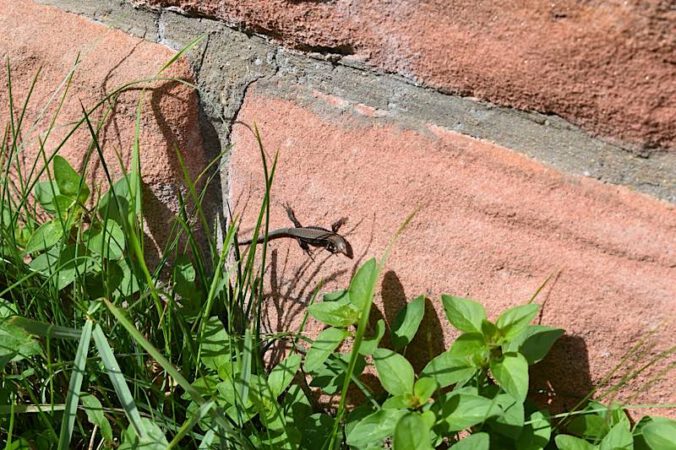 Die wärmeliebenden Reptilien halten sich vornehmlich auf der Südseite der Burg Hohenecken auf. (Foto: Stadt Kaiserslautern)