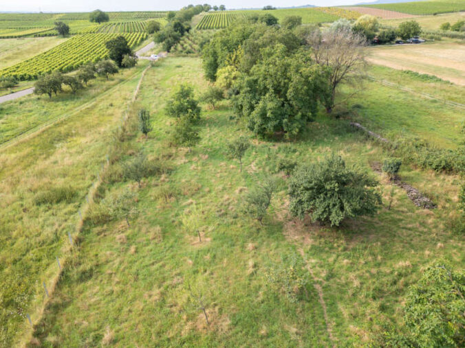 Streuobstwiesen zählen zu den artenreichsten Lebensräumen in unseren Breiten. (Foto: NVS NaturStiftung Südpfalz)