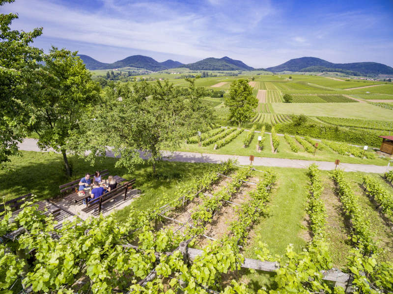 Picknick an der Kleinen Kalmit (Foto: Knut Pflaumer, Pfalz Touristik e.V.)