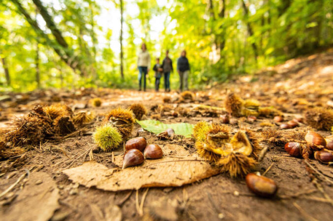 Wanderer auf dem Kastanien-Erlebnisweg in der Pfalz (Foto: Dominik Ketz / Pfalz Touristik e.V.)