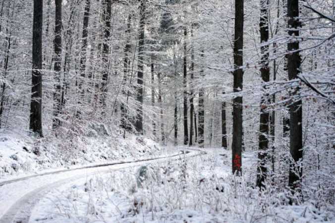 Der Winterwald zwischen Iggelbach und Johanniskreuz (Foto: Holger Knecht)