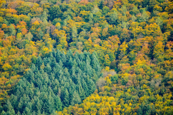 Bunter Pfälzerwald im Herbst (Foto: Holger Knecht)