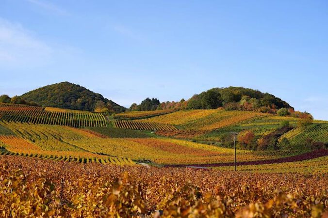 Weinberge bei Birkweiler (Foto: Holger Knecht)