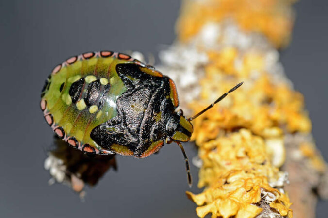 Die Grüne Reiswanze Nezara viridula mit ihren bunt gefärbt Jungtieren ist ein Neozoon, das sich in Mitteleuropa zunehmend ausbreitet. (Foto: Pfalzmuseum für Naturkunde)