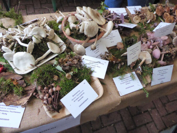 Verschiedene Frischpilze bei der Ausstellung im Oktober 2023 (Foto: Pfalzmuseum für Naturkunde)