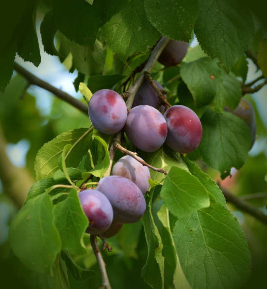 Symbolbild Zwetschgenbaum (Foto: Pixabay/congerdesign)