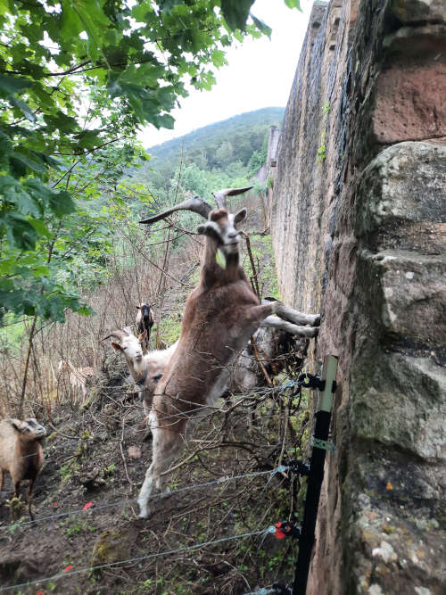 Ziegen an der Wolfsburg (Foto: privat)