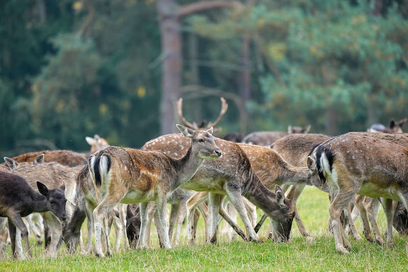 Damwild im Wild- und Wanderpark Südliche Weinstraße (Foto: Holger Knecht)